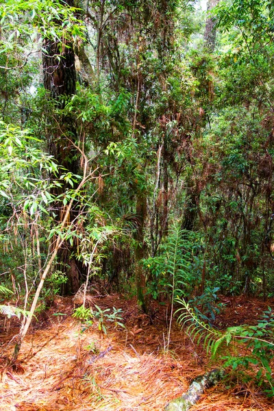 Parque Nacional Celaque Cerca Gracias Honduras América Central — Foto de Stock