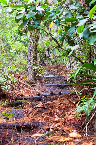 Parque Nacional Celaque Cerca Gracias Honduras América Central — Foto de Stock