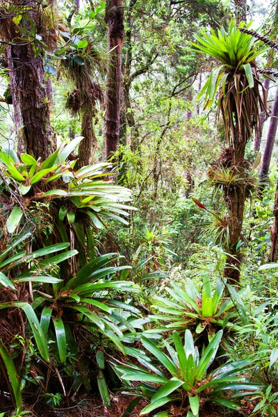 Árbol Parque Nacional Celaque Cerca Gracias Honduras América Central —  Fotos de Stock