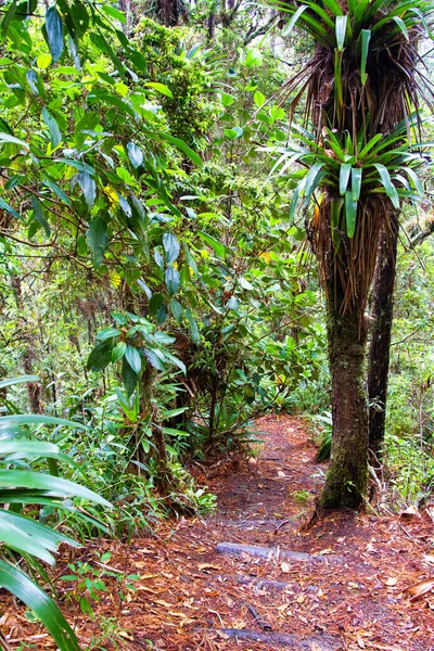 Parque Nacional Celaque Bei Gracias Honduras Mittelamerika — Stockfoto