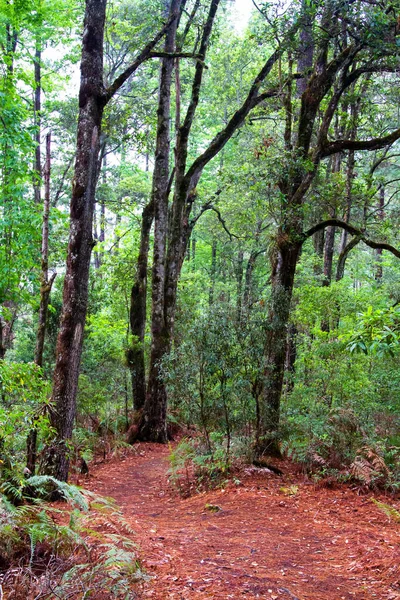 Parque Nacional Celaque Près Gracias Honduras Amérique Centrale — Photo