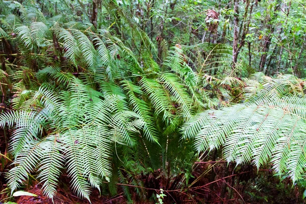 Fougère Parque Nacional Celaque Près Gracias Honduras Amérique Centrale — Photo