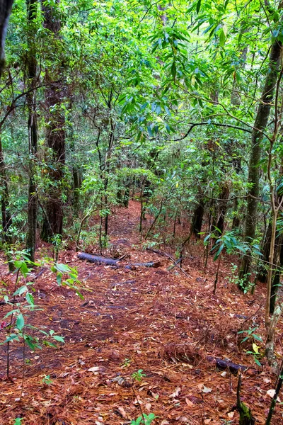 Parque Nacional Celaque Bei Gracias Honduras Mittelamerika — Stockfoto