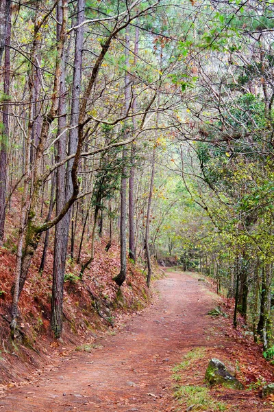 Parque Nacional Celaque Près Gracias Honduras Amérique Centrale — Photo