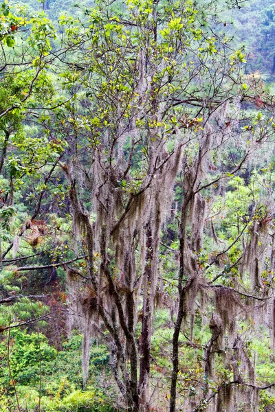 Дерево Parque Nacional Celaque Біля Грасіас Гондурас Центральна Америка — стокове фото