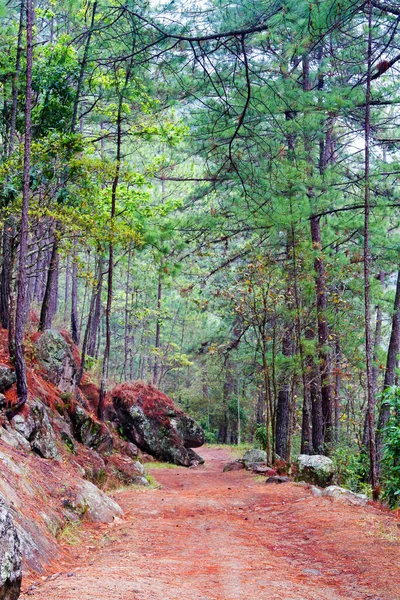 Parque Nacional Celaque Près Gracias Honduras Amérique Centrale — Photo