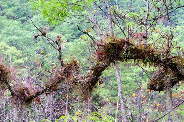 Árbol Parque Nacional Celaque Cerca Gracias Honduras América Central —  Fotos de Stock