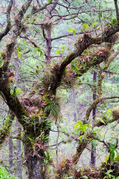 Baum Parque Nacional Celaque Bei Gracias Honduras Mittelamerika — Stockfoto