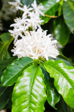 El Salvador 'daki kahve tarlası, Rura de las Flores, Orta Amerika.
