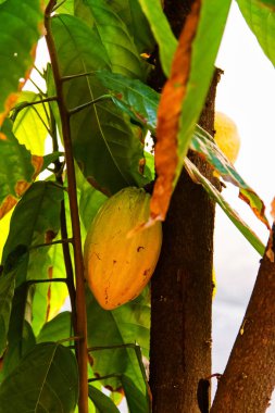 Kabuklu kakao ağacı