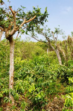 El Salvador 'daki kahve tarlası, Rura de las Flores, Orta Amerika.