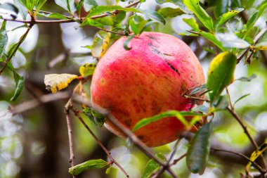 Ağaçta olgun bir nar (Punica granatumu))