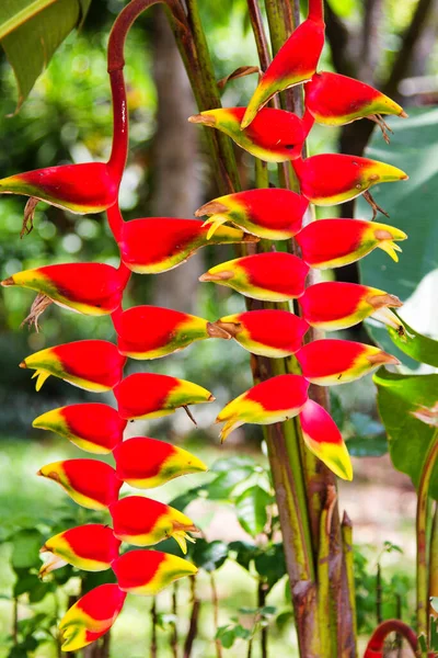 Belle Fleur Heliconia Fleurissant Dans Des Couleurs Vives — Photo