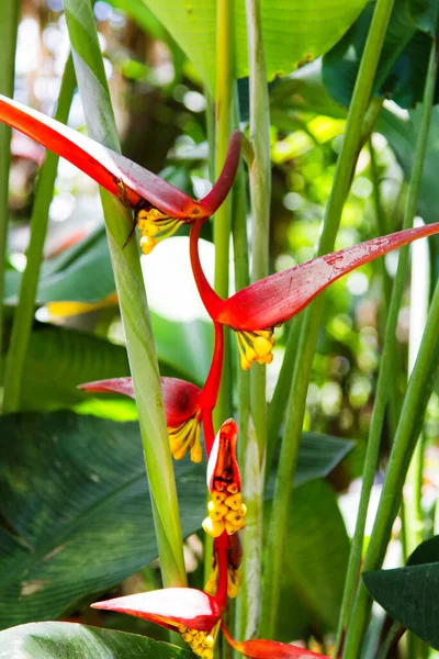 Belle Fleur Heliconia Fleurissant Dans Des Couleurs Vives — Photo