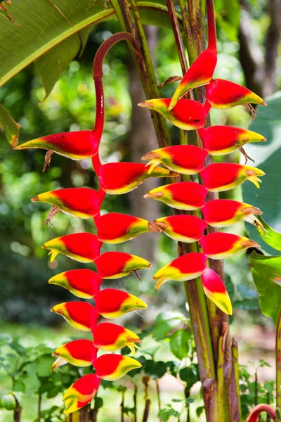 Όμορφο Λουλούδι Heliconia Ανθίζει Ζωντανά Χρώματα — Φωτογραφία Αρχείου