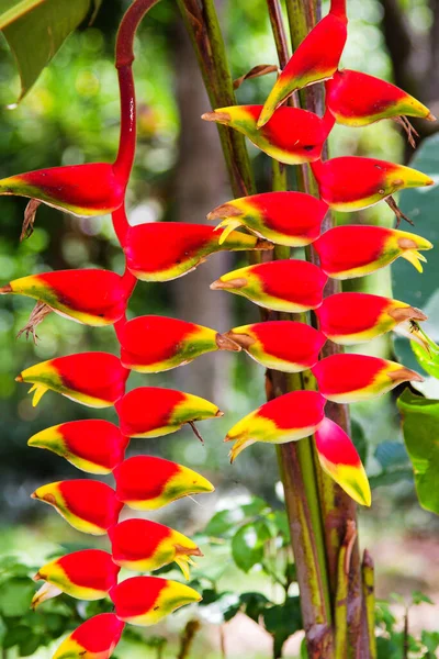 Güzel Heliconia Çiçeği Canlı Renklerde Çiçek Açıyor — Stok fotoğraf