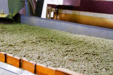 JUAYUA, EL SALVADOR - 05 Mayıs 2014 'te Juayua, El Salvador' da bir kahve değirmeninde kahve çekirdekleri sınıflandırılıyor.