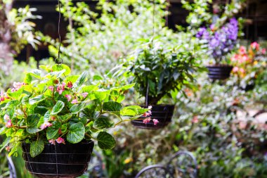 Balmumu Begonyası (Begonya semperfloreni))