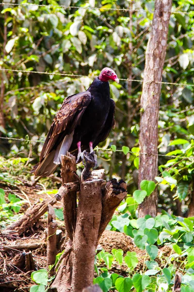 Cathartes Aura Salvador Midden Amerika — Stockfoto