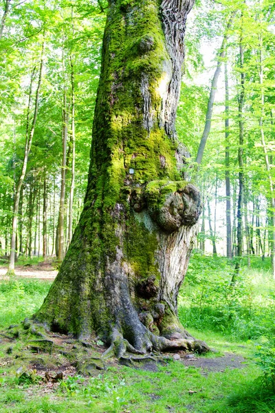 Grande Carvalho Velho Monumento Natural Floresta Polaca Polónia — Fotografia de Stock
