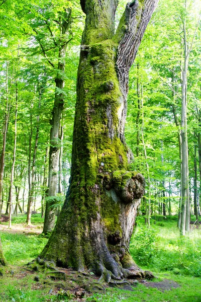 Big Old Oak Natural Monument Polish Forest Poland — Stock Photo, Image