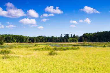 Almindingen Ormanı, Bornholm, Danimarka