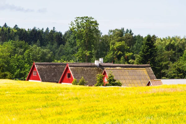 stock image View of a danish countryside with golden field and a farm house in a sunny day. Bornholm, Denmark