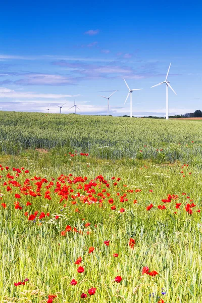 Turbina Eólica Ilha Bornholm Com Flores Vermelhas Papoula Primeiro Plano — Fotografia de Stock