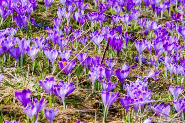 Polonya 'nın Tatra dağlarındaki bir dağ çayırında Crocus çiçekleri