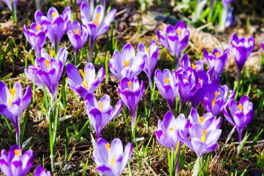 Polonya 'nın Tatra dağlarındaki bir dağ çayırında Crocus çiçekleri