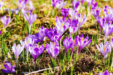 Polonya 'nın Tatra dağlarındaki bir dağ çayırında Crocus çiçekleri