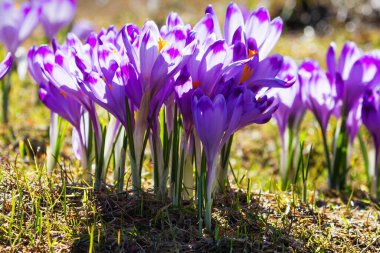 Polonya 'nın Tatra dağlarındaki bir dağ çayırında Crocus çiçekleri
