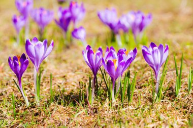 Polonya 'nın Tatra dağlarındaki bir dağ çayırında Crocus çiçekleri