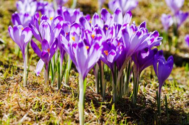 Polonya 'nın Tatra dağlarındaki bir dağ çayırında Crocus çiçekleri