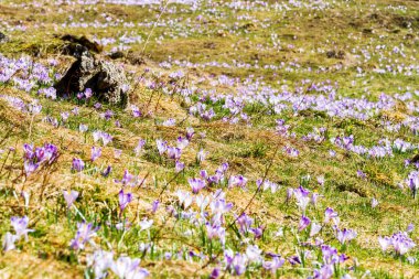 Polonya 'nın Tatra dağlarındaki bir dağ çayırında Crocus çiçekleri
