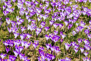 Polonya 'nın Tatra dağlarındaki bir dağ çayırında Crocus çiçekleri