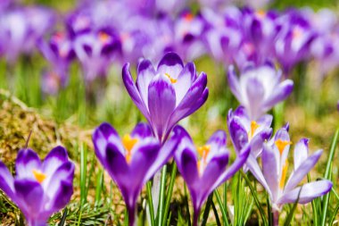 Polonya 'nın Tatra dağlarındaki bir dağ çayırında Crocus çiçekleri