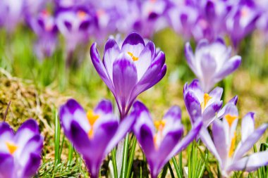 Polonya 'nın Tatra dağlarındaki bir dağ çayırında Crocus çiçekleri