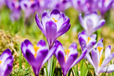 Polonya 'nın Tatra dağlarındaki bir dağ çayırında Crocus çiçekleri