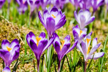Polonya 'nın Tatra dağlarındaki bir dağ çayırında Crocus çiçekleri