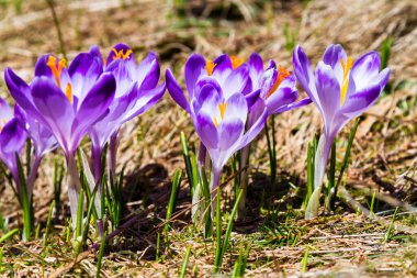 Polonya 'nın Tatra dağlarındaki bir dağ çayırında Crocus çiçekleri