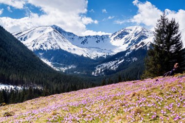 Batı Tatras, Polonya 'daki Chocholowska vadisinde çiçek açan timsahlar.