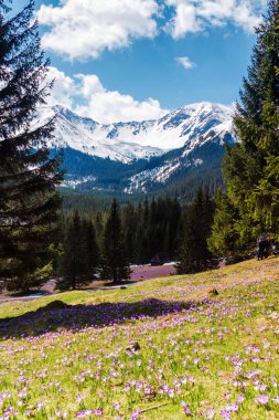 Batı Tatras, Polonya 'daki Chocholowska vadisinde çiçek açan timsahlar.