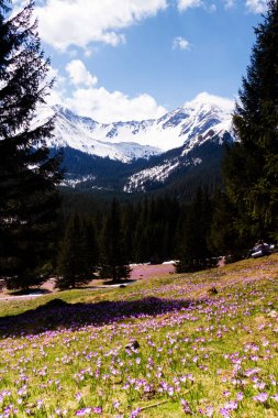Yüksek Tatras Dağları 'ndaki Chocholowska Vadisi, Polonya' nın güneyinde, Slovakya sınırı boyunca uzanan bir sıradağdır..