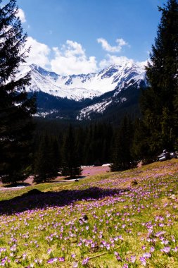 Yüksek Tatras Dağları 'ndaki Chocholowska Vadisi, Polonya' nın güneyinde, Slovakya sınırı boyunca uzanan bir sıradağdır..