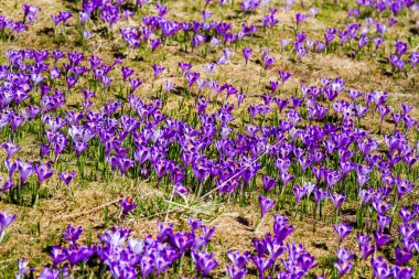 Polonya 'nın Tatra dağlarındaki bir dağ çayırında Crocus çiçekleri