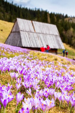 Polonya 'nın Tatra dağlarındaki bir dağ çayırında Crocus çiçekleri