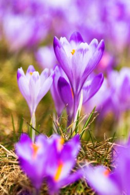 Polonya 'nın Tatra dağlarındaki bir dağ çayırında Crocus çiçekleri
