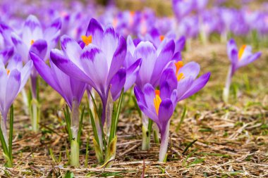 Polonya 'nın Tatra dağlarındaki bir dağ çayırında Crocus çiçekleri