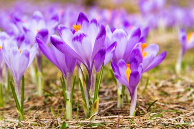 Polonya 'nın Tatra dağlarındaki bir dağ çayırında Crocus çiçekleri